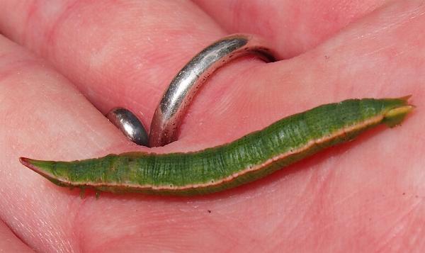 Crypsiphona ocultaria