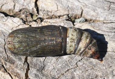 Crypsiphona ocultaria