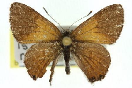 Acrodipsas aurata
