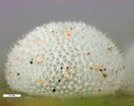 Paralucia aurifera