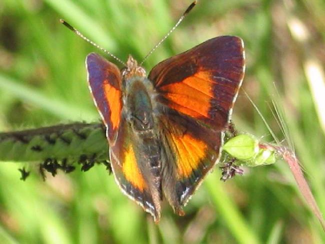 Paralucia aurifera
