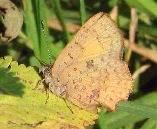 Paralucia aurifera