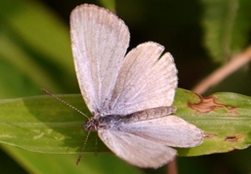 Famegana nisa