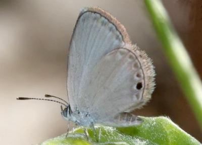 Famegana nisa