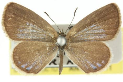Famegana nisa