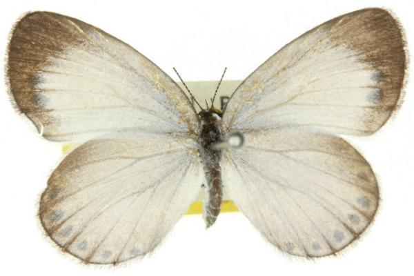 Candalides urumelia