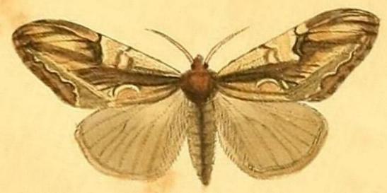 Olene mendosa