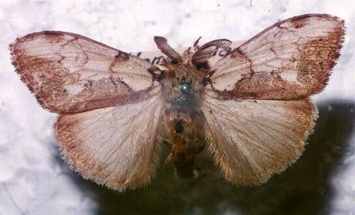 Olene mendosa
