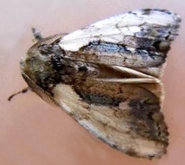 Olene mendosa