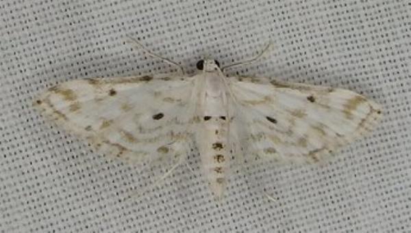 Parapoynx medusalis