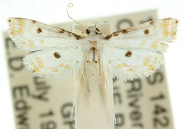 Parapoynx medusalis