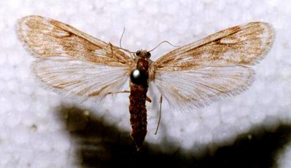 Hygraula nitens