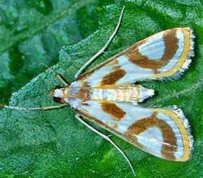 Theila siennata