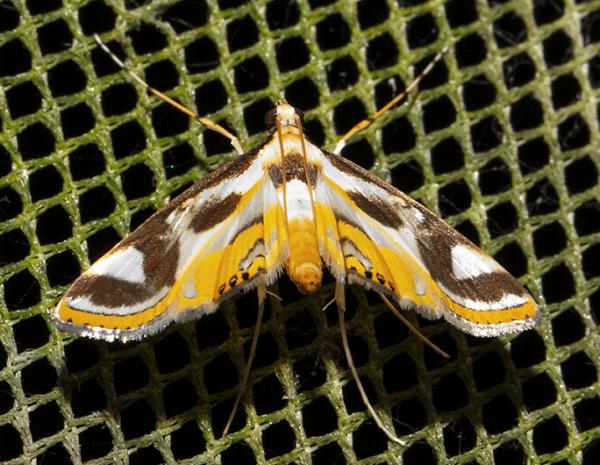 Theila siennata