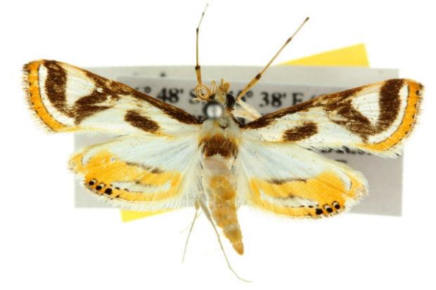 Theila siennata