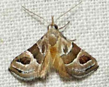 Eublemma amphidasys
