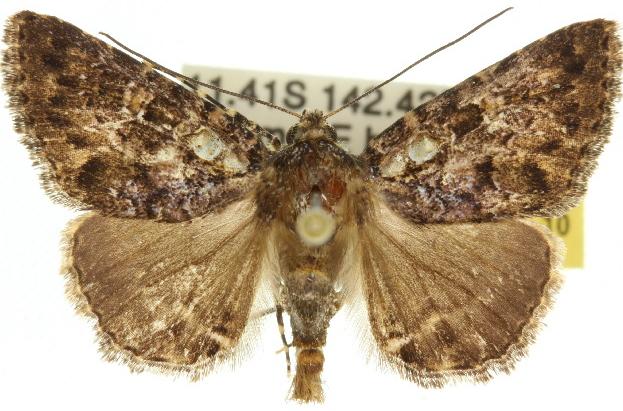 Amyna auriculata