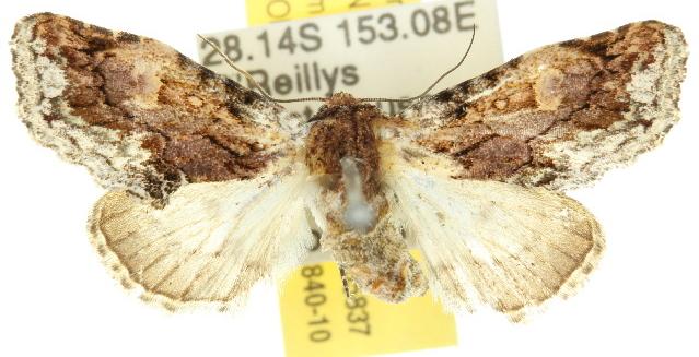 Parerastria castaneata