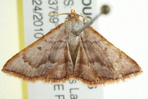 Enispa daphoena