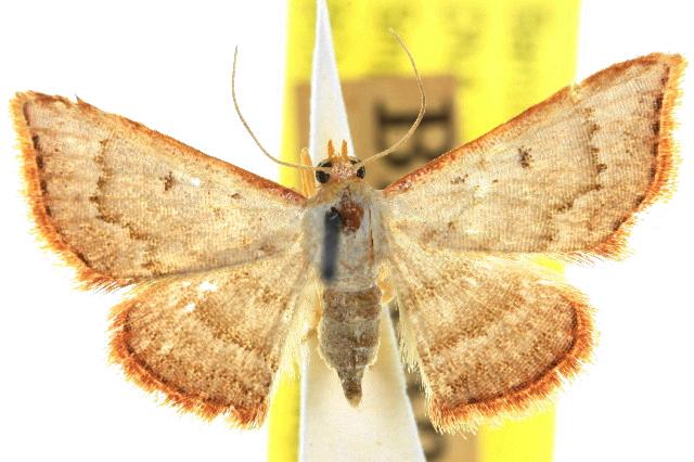 Enispa daphoena