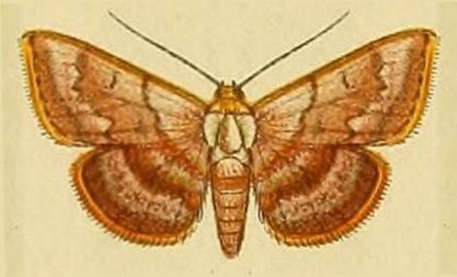 Enispa daphoena