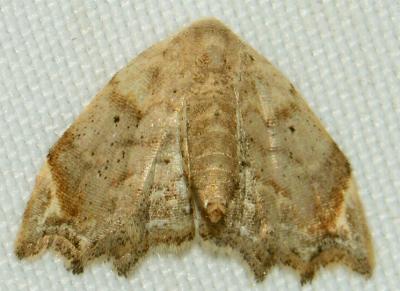 Decticryptis deleta