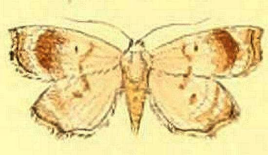 Decticryptis deleta
