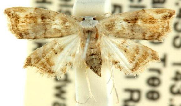 Decticryptis deleta