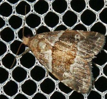 Maliattha ferrugina