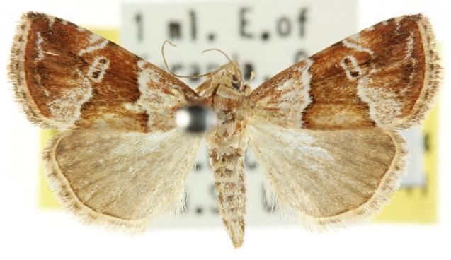 Maliattha ferrugina