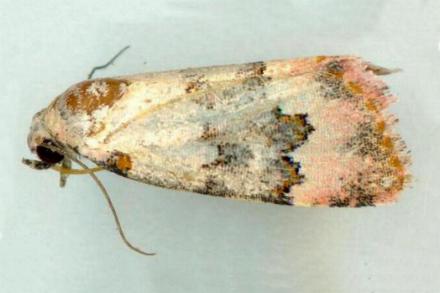 Xanthograpta glycychroa