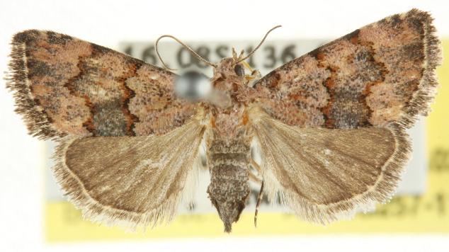 Xanthograpta glycychroa