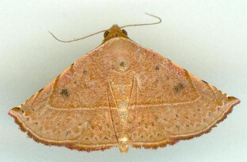 Autoba latericolor