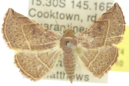 Autoba latericolor