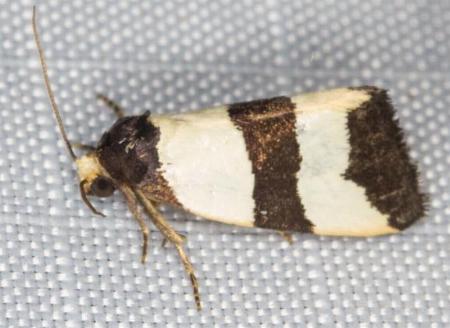 Micrapatetis leucozona