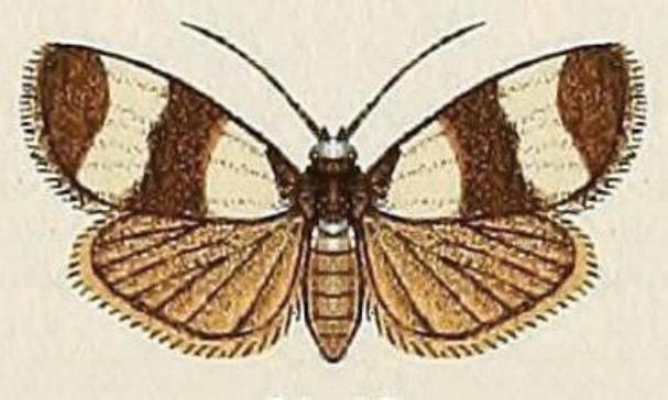 Micrapatetis leucozona