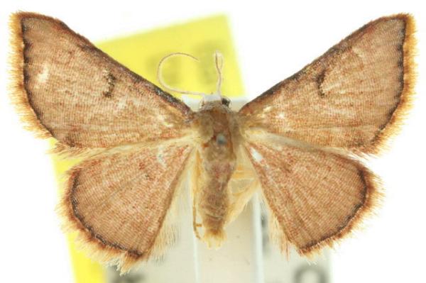 Enispa niviceps