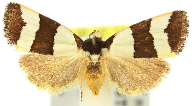 Micrapatetis orthozona