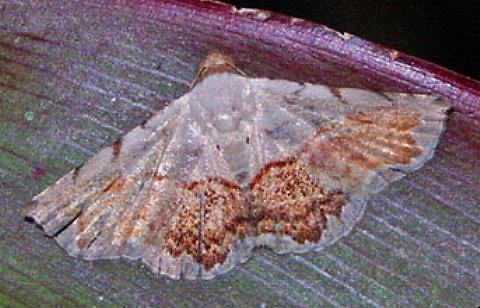 Autoba pectorora