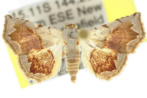 Autoba pectorora