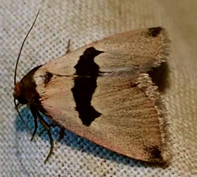 Eulocastra phaeozona