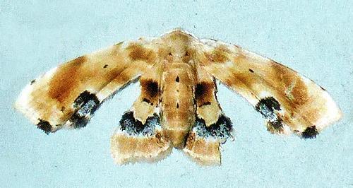 Holocryptis phasianura