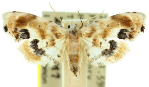 Holocryptis phasianura