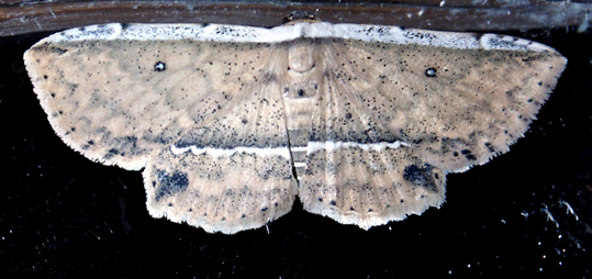 Hyposada postvittata