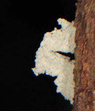 Enispa prolectus