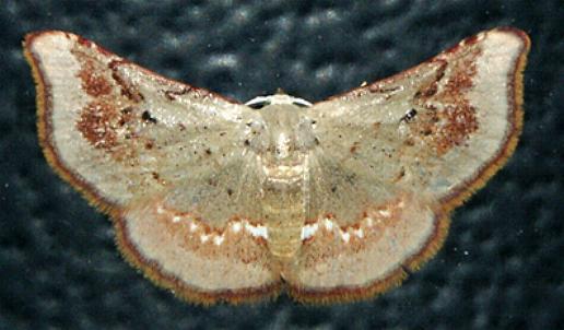 Enispa prolectus