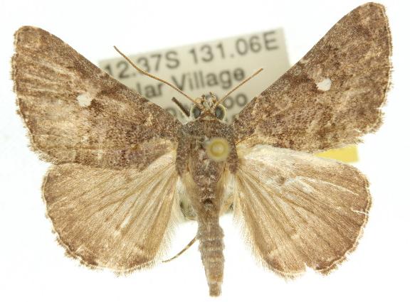 Amyna punctum