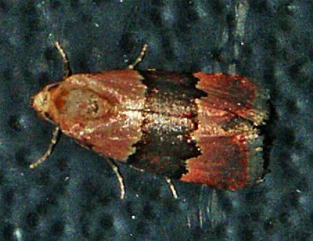 Xanthograpta purpurascens