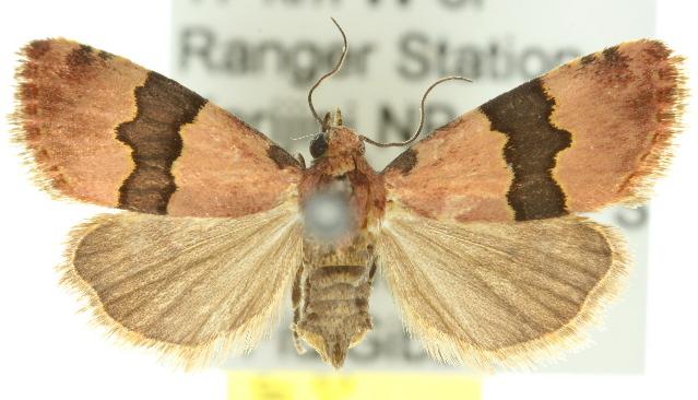 Xanthograpta purpurascens