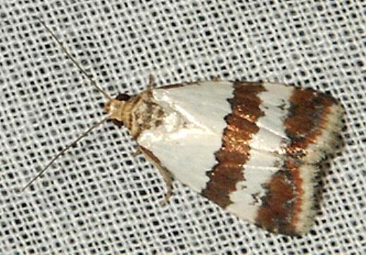 Maliattha ritsemae